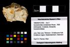 Foto (Objekt + Etikett) von Goniodromites complanatus (Reuss, 1858)  (NHMW-GEO-1990-0041-3169)